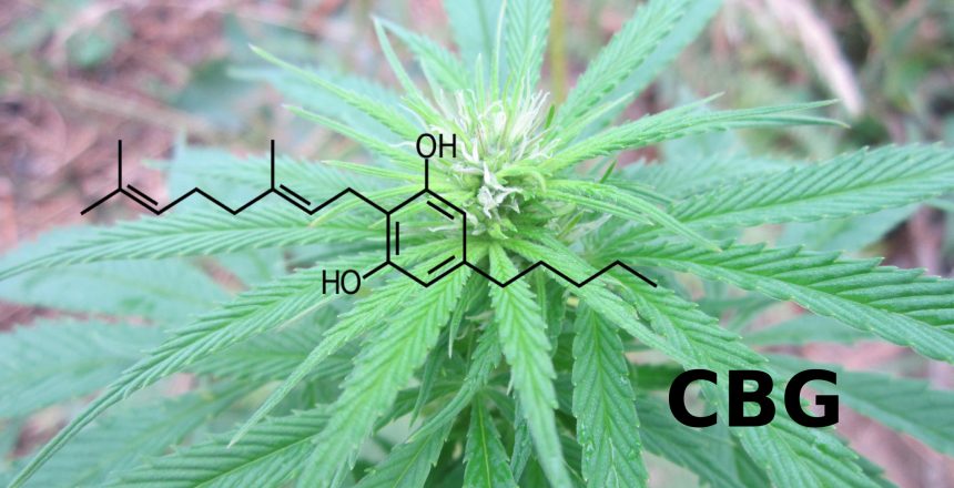 WHAT IS CBG, AND HOW IS IT DIFFERENT TO CBD?